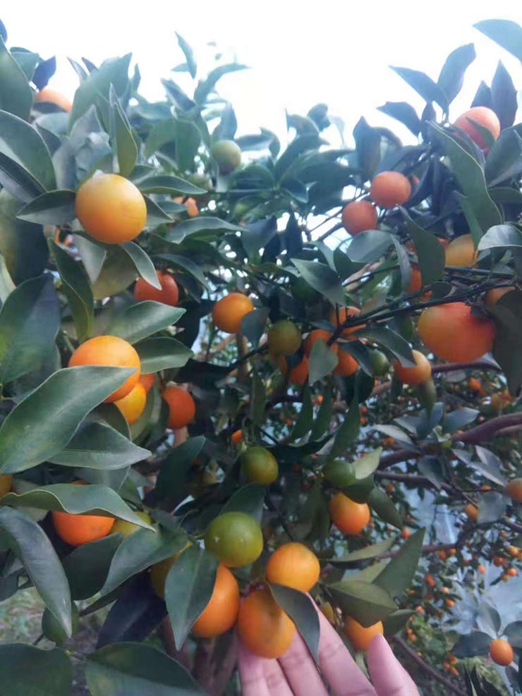 EVO厅·(中国区)视讯官网