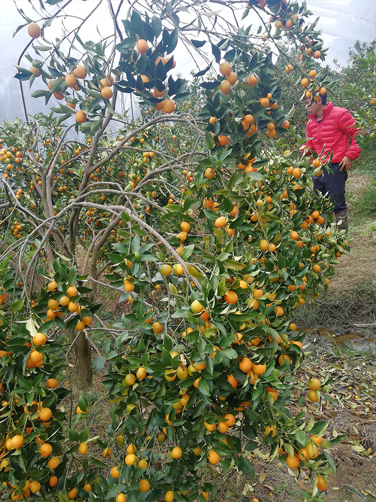 EVO厅·(中国区)视讯官网