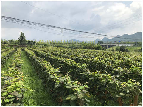 EVO厅·(中国区)视讯官网